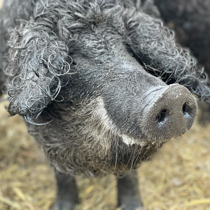 Mangalitsa Pig